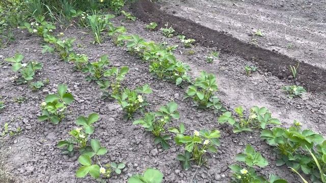 Побалуйте свою землянику бархатцами. Высаживаю землянику, выращенную из семян. смотреть онлайн