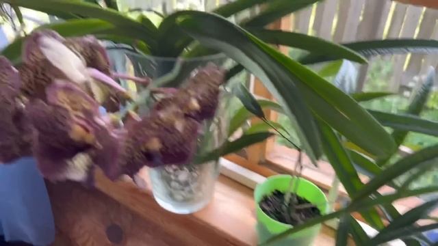 Переезжаем на ДАЧУ! Цирк на выезде ? Оцениваю новый цвет дома, суета и животные ?? смотреть онлайн