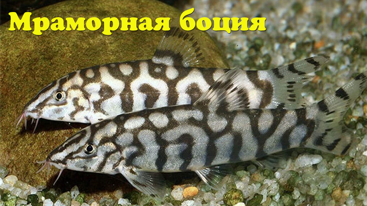 Мраморная боция - Botia lohachata смотреть онлайн