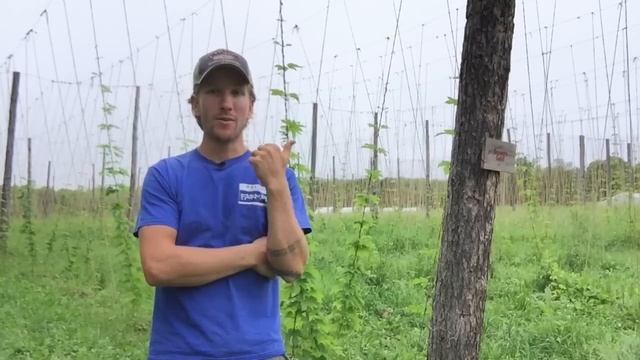 Best Advice for Starting a Hop Yard смотреть онлайн