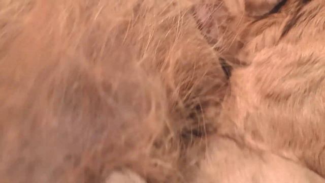 Hungry Newborn Baby Puppies Nursing Mommy's Milk | Cutes Newborn Puppies Video смотреть онлайн