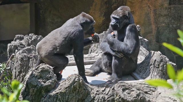 Curious baby gorilla Sumomo comes to say hi to the visitors | Gorilla Haoko Family смотреть онлайн