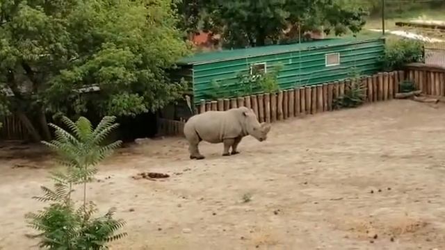 Зоопарк Тбилиси: Носорог в тбилисском зоопарке смотреть онлайн