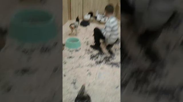 Поход в зоопарк Томас смотреть онлайн