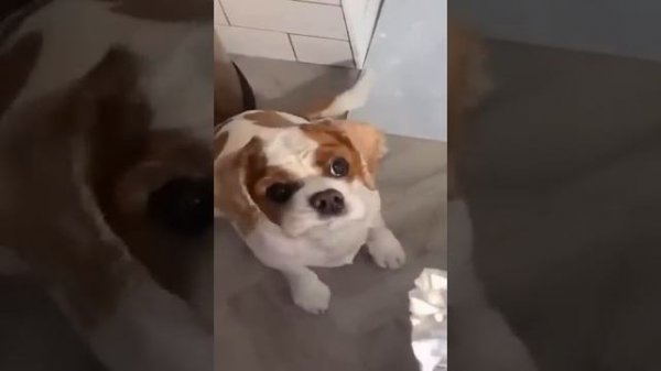 Funny animals - Funny cats / dogs - Funny animal videos 32