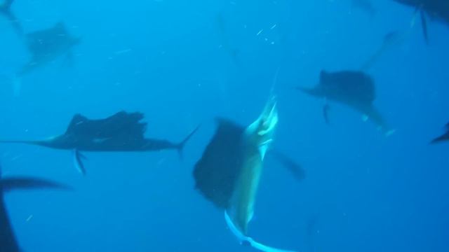 Sailfish ‘slasher film’ sheds light on evolution of group hunting смотреть онлайн