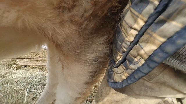 Ягодка впервые становится мамой! смотреть онлайн