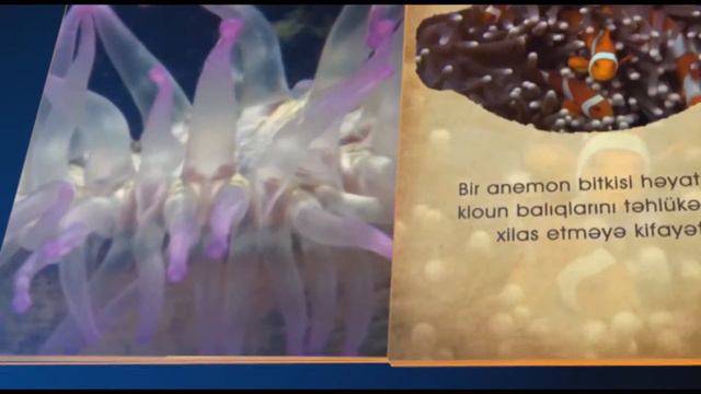 Kloun balığı və aktinilərin birgə həyatı смотреть онлайн