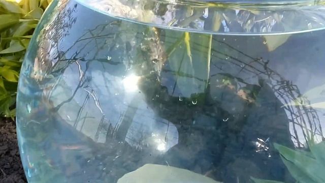 Донный планктон =КиТ= Эффект супер!!! смотреть онлайн