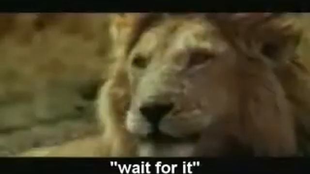 Blonde Antelope...Fail смотреть онлайн