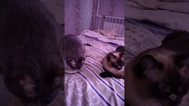 Мои кисули смотреть онлайн