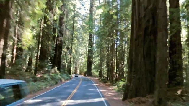 A Drive Through Avenue Of The Giants (Redwoods, California)