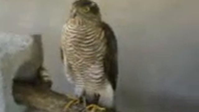 Ястреб-перепелятник, Accipiter nisus смотреть онлайн