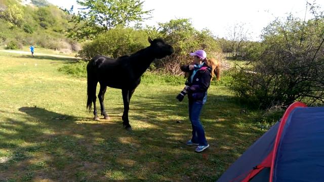 Плотоядная лошадь смотреть онлайн