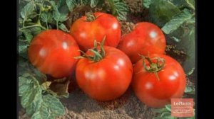 Обзор сорта помидора томата "Земляк" (характеристики, свойства, фото)
