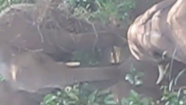 Elephants playing - Lake Manyara 1 смотреть онлайн