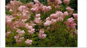 Нетрадиционные многолетники в ландшафтном дизайне