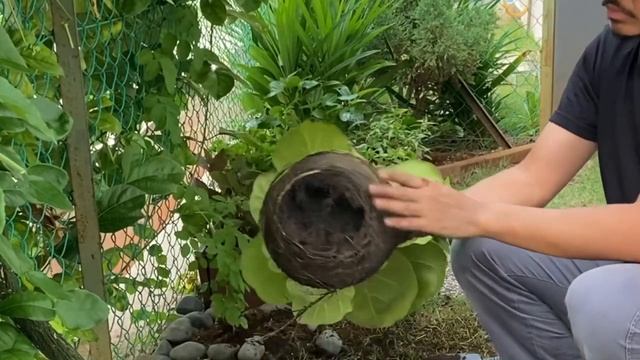 GARDENING | How to repot your Fiddle Leaf Fig (Ficus Lyrata) смотреть онлайн