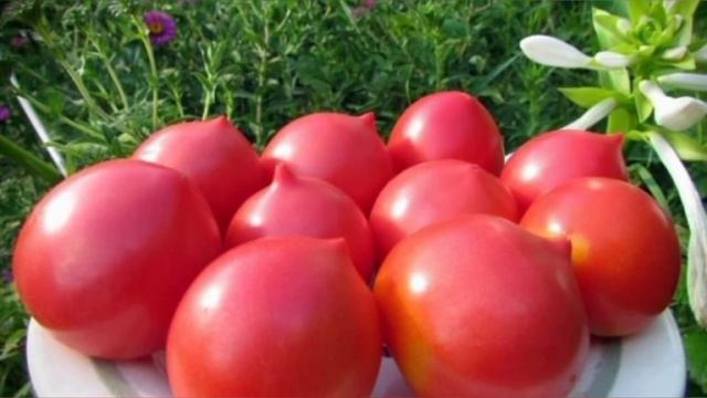 Любимцы публики – томаты с «носиком». Самые вкусные и урожайные сорта смотреть онлайн