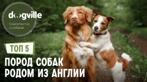 ТОП 5 Пород собак родом из Великобритании