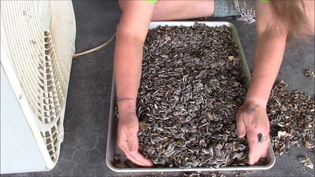 Massive Sunflower Seed Haul | Harvesting Giant Sunflower Seeds смотреть онлайн