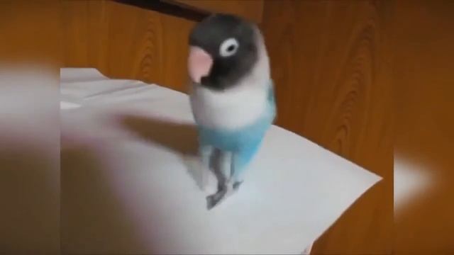 ИРЛАНДСКИЙ СТЕП. смотреть онлайн