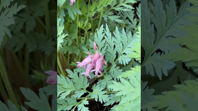 Bumble bee pollinated Dicentra eximia - Fringed Bleeding Heart. смотреть онлайн