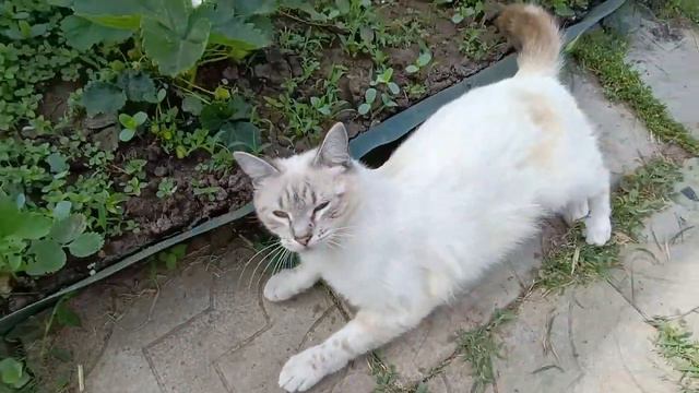 Не зря сидела🐥🐤 Папа приготовил обед 👍🧡Кубань красавица 🌳🌸🍒Жизнь в станице🏡 смотреть онлайн