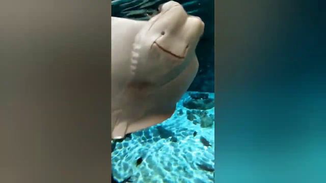 Коралловые полипы! Медузы! Черепахи! Морская змея! Актиния! смотреть онлайн