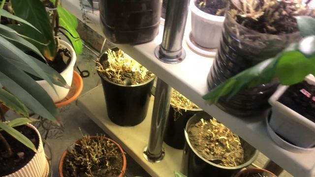 Хризантема Мультифлора....начало. смотреть онлайн