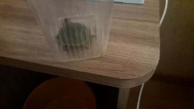 влог показываю черепашку стригу ногти смотреть онлайн