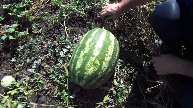 Защита от грачей (грачи - бич огородов)))