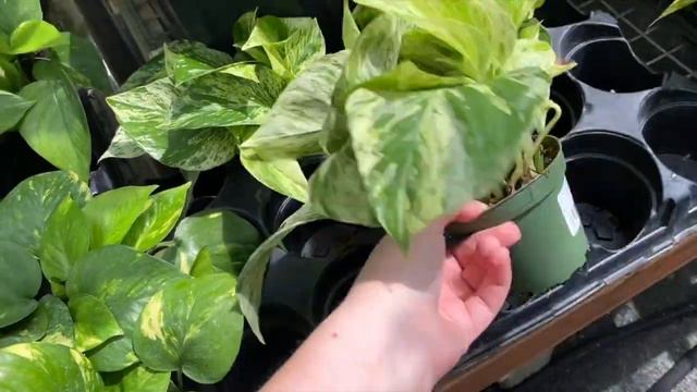 Huge Garden Center Tour and Cebu Blue Hunt! | Meadow View Growers смотреть онлайн