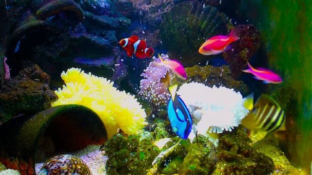 Real live broadcast and relaxing music bring you joy, ?Ocean Oasis - Reduce stress and anxiety?, смотреть онлайн