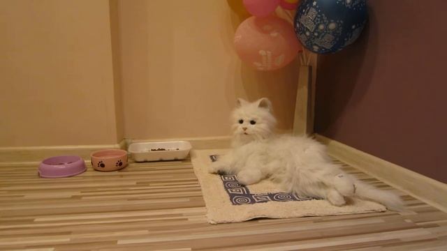 Саша Ф. Мой домашний питомец смотреть онлайн
