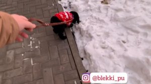 Карликовый Пудель Гуляет. Первые Прогулки Щенка.