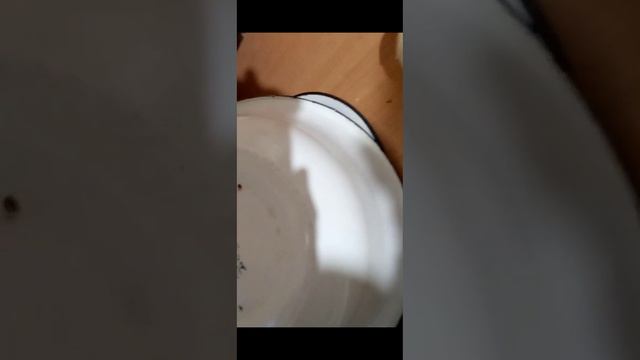 НАШЕЛ КРАСНЫЙ БРИЛЛИАНТ . БРУЛИК ИЗ ЧЕГО??? ПОХОЖ БЫЛ НА ГЛИНУ НО... - 7 ЧАСТЬ смотреть онлайн