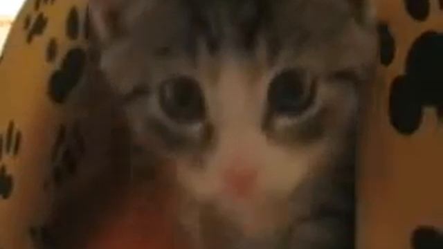 7 Wochen alte Kater Napoleon und Sylvester смотреть онлайн
