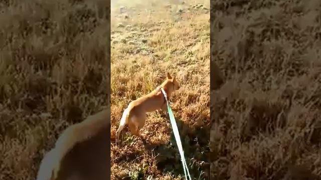 Lucy e Teresa смотреть онлайн