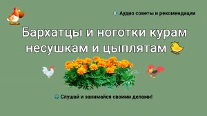 Бархатцы и ноготки курам несушкам и цыплятам можно и как давать