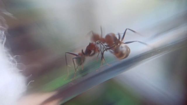 красивые рыжие муравьи Camponotus Nicobarensis #муравьи #ants #компонотус смотреть онлайн