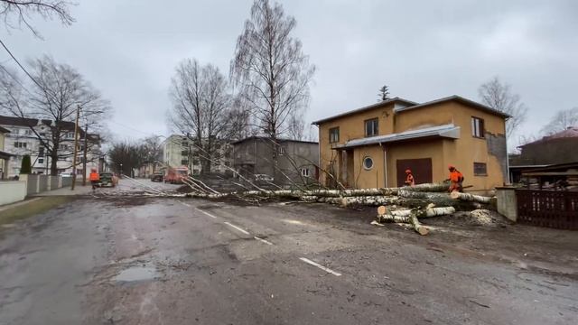 Ohtlike puude raie Tartus. Vikatimees kutsetunnistusega Arborist Tartus. TÖÖ KIIRE JA KORRALIK! смотреть онлайн