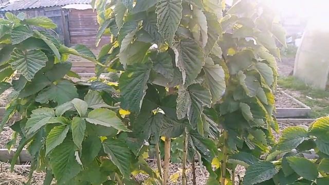 Малиновое дерево Таруса часть- 2 // Как запустить на зимовку // Ягодная Империя Анастасии смотреть онлайн