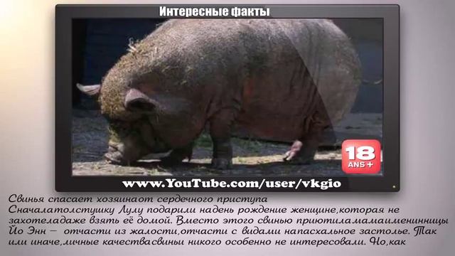 Животный Мир: 5 Историй О Животных, Которые Спасли Людей От Смерти