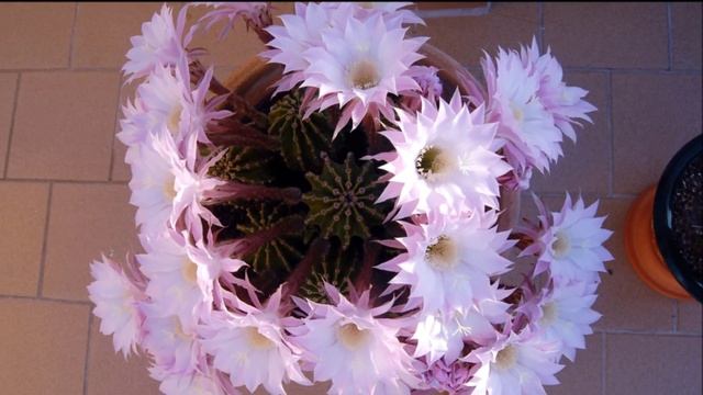 Cactus Echinopsis oxygona dama de noche. смотреть онлайн