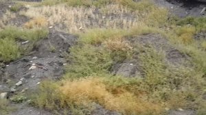 Вот как нужно находить золото...GOLDEN CHANNEL...