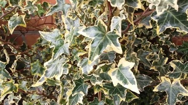 Плющ звичайний Hedera helix "Halebob