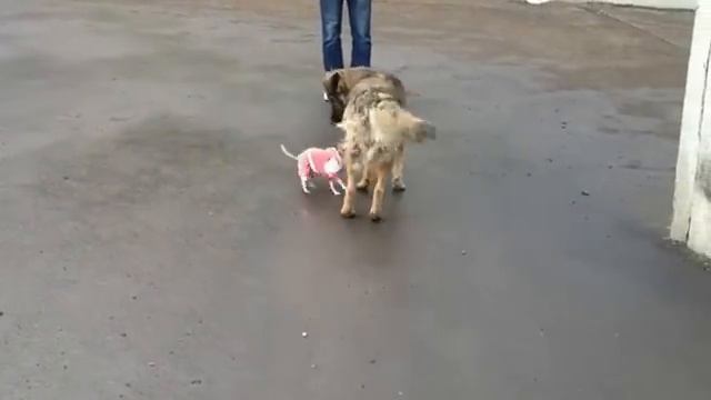 Чихуахуа (маленькая собачка) и большой пес. смотреть онлайн