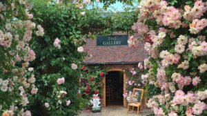 Плетистые розы РАМБЛЕРЫ. Особенности выращивания и лучшие сорта для арки и высоких заборов.