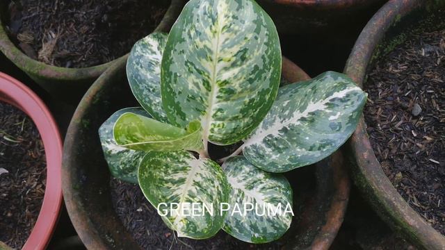 Aglaonema | Chinese Evergreens 2.0 смотреть онлайн